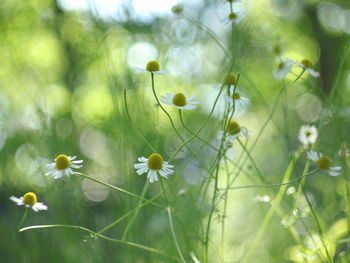 Close-up of yellow flowering plant