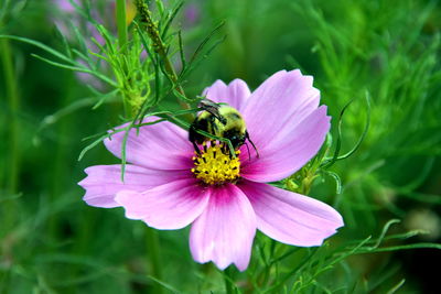 Close-up of insect on purple flower