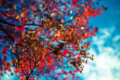 Low angle view of autumn tree against sky