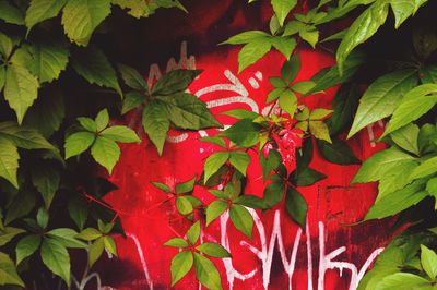 Close-up of red plant