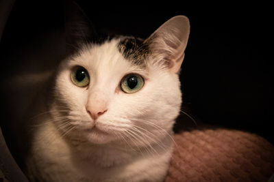 Close-up portrait of cat at home