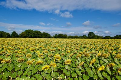 Scenic view of sunflower field against sky