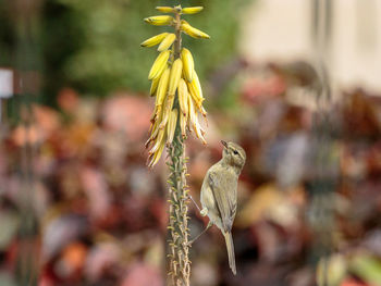 Close-up of wilted plant on field