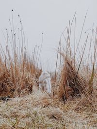 Dog on grassy field