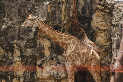 Close-up of giraffe in zoo