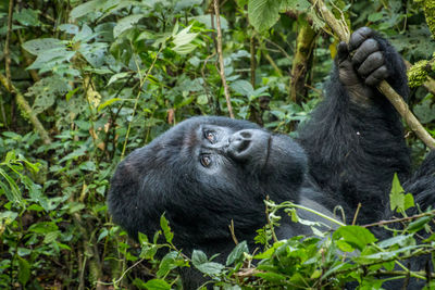 Close-up of chimpanzee against tree