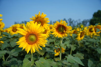 Close-up of yellow flowering plants on field against sky