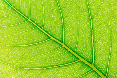 Full frame shot of leaf