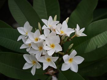 Close-up of white flowering plant