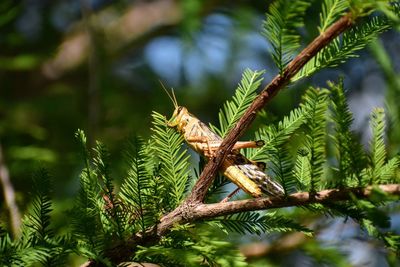 Close-up of pine tree,  cricket 