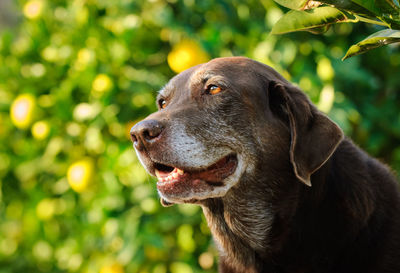 Close-up of dog looking away