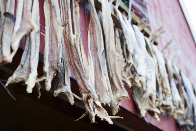 Close-up of dried plant for sale in market