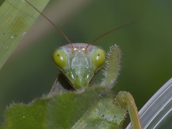 Close-up of insect on leaf