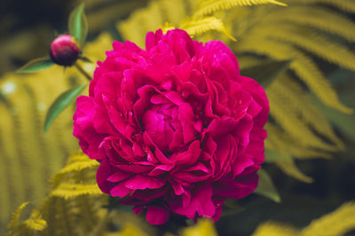 Close-up of pink flower blooming outdoors