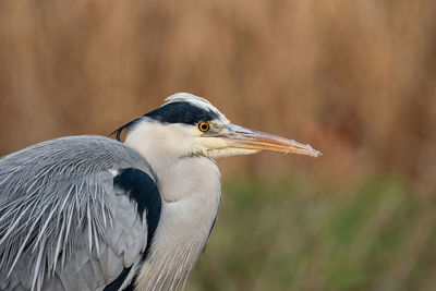 Close-up of a bird