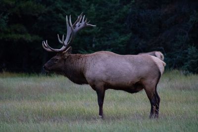 Elk standing on field