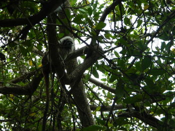 Low angle view of monkey on tree against sky