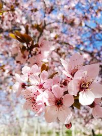 Close-up of cherry blossoms in spring