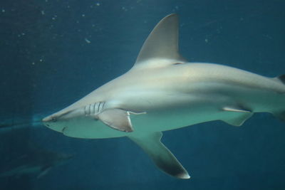 Marine fish shark aquarium of genoa