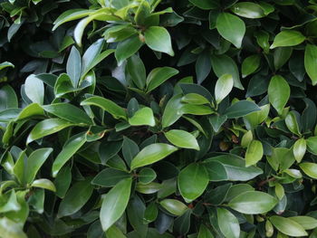 Full frame shot of green leaves