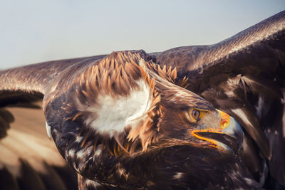 Close-up of a bird
