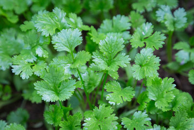 Close-up of fresh green plants