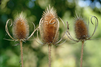 Close-up of dried plant on field