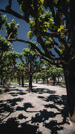 Low angle view of tree against sky