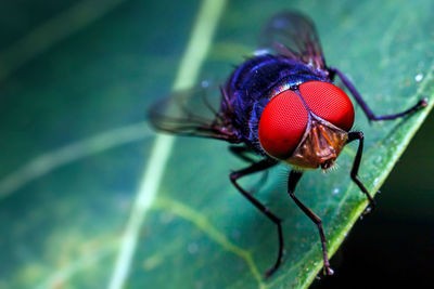 Close-up of fly on leaf