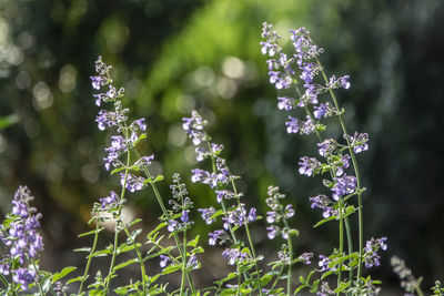 Close-up of purple flowering plants
