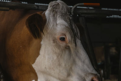 Close-up portrait of a horse