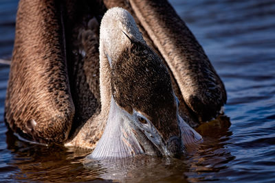 Close-up of duck in sea