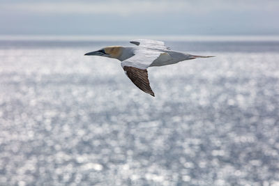 Seagull flying in the sea