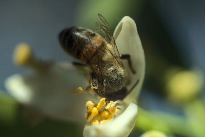 Close-up of bee pollinating on flower