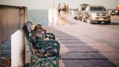 Monkey sitting on bench in city