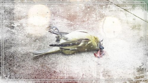 High angle view of dead bird