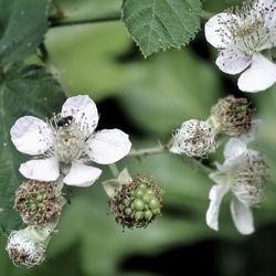 Close-up of white flowers