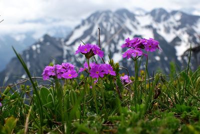 Close-up of pink flowering plants on field