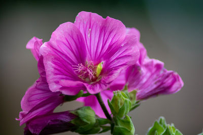 Close-up of pink rose flower