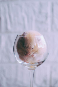 Red little hamster in a glass