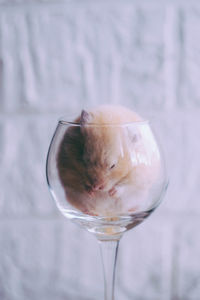 Red little hamster in a glass