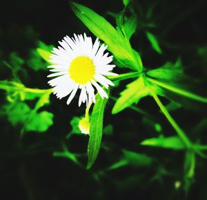 Close-up of white flowering plant