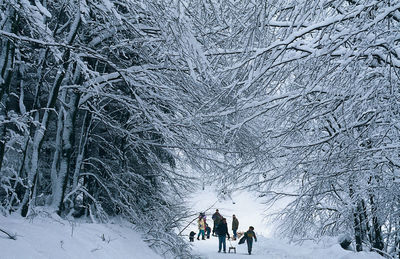 People walking on snow covered tree