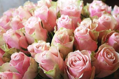 Close-up of pink tulips