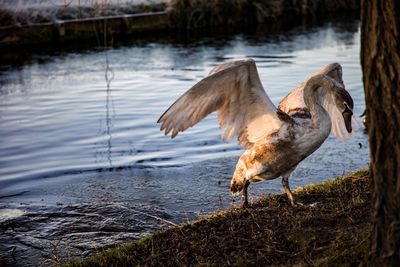 Birds in lake