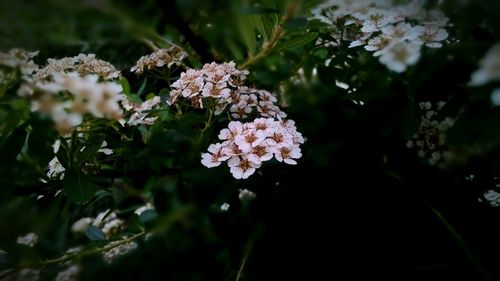 White flowers in park