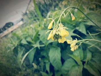 Close-up of yellow flower