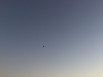 Low angle view of bird flying in sky