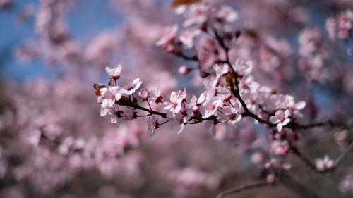 Close-up of cherry blossom