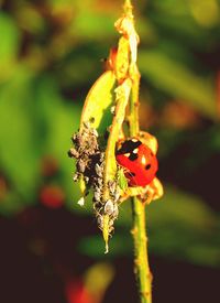 Close-up of ladybug on plant